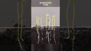 Growing tomato plants timelapse amazingtube [upl. by Udelle]