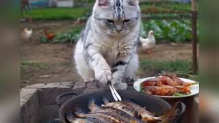 Fresh fish caught by cats grilled fish cat Ai aicat cats carlover catlovers catlove [upl. by Horton]