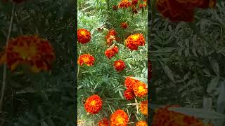 prem rog songstrendingshorts flowers naturelovers latestshorts naturalbeauty viralshort new [upl. by Laehplar]