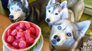 WATERMELON DOG TREAT How to make Frozen DIY Dog Treats  Snacks with the Snow Dogs 34 [upl. by Eillor]