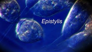 EPISTYLIS [upl. by Donall]