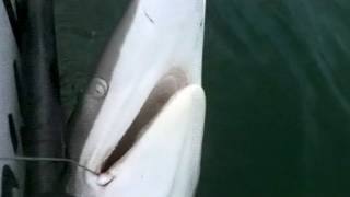 Caught on Tape Father and Son Kevin and Hunter Stevens in Kayak Try to Reel in Shark [upl. by Aicilla]