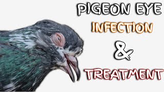 Pigeon Eye Infection amp Treatment [upl. by Eaver]