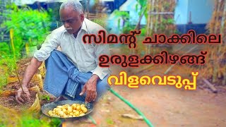 ഗ്രോബാഗിലെ ഉരുളക്കിഴങ്ങ് വിളവെടുപ്പ്  Urulai Kizhangu Krishi  Potato Krishi  Potato Harvesting [upl. by Shell]