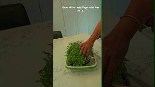 Grow Ton of Micro Leafy Vegetables Free at Home leafyvegetables shortsfeed goodskinnyplate [upl. by Kennedy896]