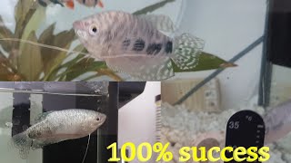 How to breed Blue Gourami fish easilycomplete success Gourami breeding [upl. by Sregor]