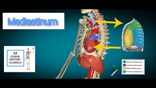 Mediastinum Anatomy I Human Anatomy Tutorial [upl. by Asatan427]