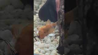 Face only a horse can love First time seeing Dwarf Horseface Loach 2024 shorts [upl. by Peppie]