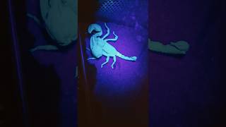 Blue scorpion invertebrates scorpion arachnid insects bug scorpionking neon blue exotic [upl. by Lobiv]