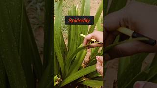 shortsIsobilateral leavesAnatomy of flowering plantsneetclass11 [upl. by Dis]