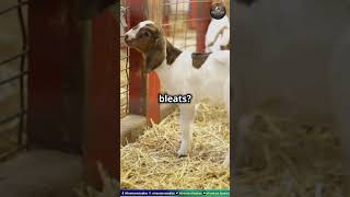 Adorable Pygmy Goats Spreading JoyFunnyAnimals Animal PlayfulGoats CuteAnimals AnimalLovers [upl. by Awad736]