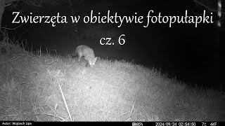 Zwierzęta w obiektywie fotopułapki cz 6 [upl. by Yentihw]