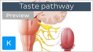 Taste pathway steps and diagram preview  Human Neuroanatomy  Kenhub [upl. by Millicent]