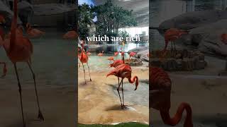 Flamingos 10 MindBlowing Facts You Wont Believe Are True 2024 shorts [upl. by Claudetta]