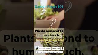 Plants Know When You Touch Them Heres Why [upl. by Wetzell]