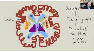 Gross anatomy of brain to improve health amp prevent stroke amp dementia [upl. by Etnahsa]