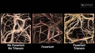 Trichoderma harzianum T22 combats Fusarium in maize roots – Koppert [upl. by Nonarb610]