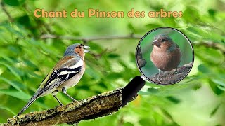 Chant du PINSON des ARBRES et du LORIOT au loin [upl. by Htebizile]