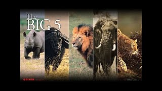 ANIMALES SALVAJES DE AFRICA  GRANDES PARQUES NATURALES DE AFRICA [upl. by Vasya]