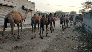 March of Majesty Herd of Camels Moving in Perfect Formation  Animals  Natures Beauty [upl. by Yssis234]