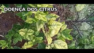 COMO TRATAR AS DOENÇAS DOS CITRUS MEXERICA E LARANJA [upl. by Melody]