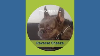 What is this noise The reverse sneeze  short [upl. by Mehetabel54]