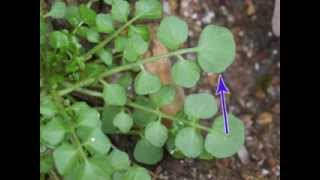 Plant portrait  Hairy bittercress Cardamine hirsuta [upl. by Raffaello]