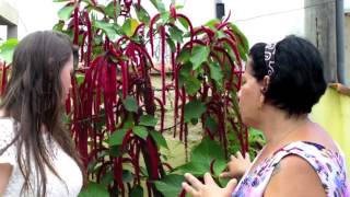 Rabodegato  Planta Acalypha [upl. by Mukund]