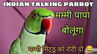 INDIAN TALKING PARROT 🦜 MUMMY PAPA BOLUNGA 😲 MITHU KO ROTI DO 🥰 Gangguparrot [upl. by Assylem516]