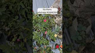 Wholesale rose flower plants nursery muchisha west bengal [upl. by Austina327]