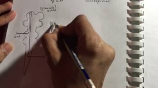 Pyramidal and Extrapyramidal Tracts  Neurology  Quick overview  USMLE STEP 1 [upl. by Nwahsak]