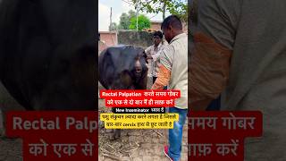 Rectal Palpation  संकुचन  Pregnancy diagnosis in cattleshorts youtube animals trending viral [upl. by Ib]