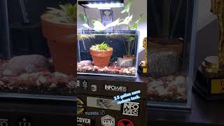 Nano rasbora tank aquascaping aquascapeaquarium fishtank aquascapers tropicalfish fishkeeping [upl. by Pfosi]