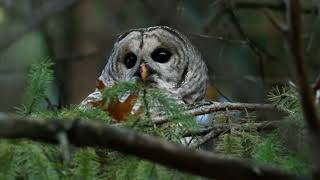 Barred Owl Ottawa oct 31 2024 4K Z8 [upl. by Oinigih]