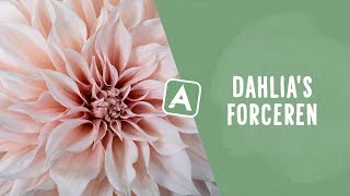 Dahlia’s forceren meer én vroeger bloemen dankzij deze truc I Angelo Dorny [upl. by Adnawahs856]