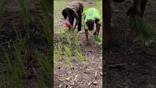 Menanam padi sistim tumpangsari dengan kelapa sawit [upl. by Llednik]