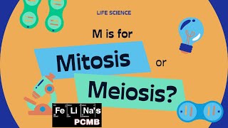 Mitosis vs meiosis in 3minutes [upl. by Jessica800]