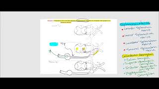 Lecture Video 4 Autonomic Nervous System ANS [upl. by Anerahs]