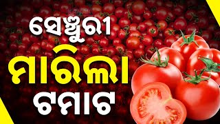 ଟମାଟୋ ଟପିଲା ୧୦୦  Tomato Price Touches Rs 100 Per Kg  Kanak News Digital [upl. by Wilburn]