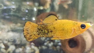 Gold dust Molly Rest Your Mind Relaxing Fish insomnia stress reliefLivestream aquariumsetup [upl. by Ahtnicaj]