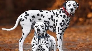 Everything About Dalmatian Dog Breed In Hindi by the mysterious science of dogs [upl. by Airretal]