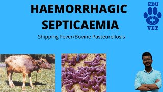 Hemorrhagic Septicemia Simplified [upl. by Nirol]