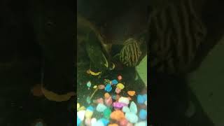 My 2 plecos [upl. by Grand]