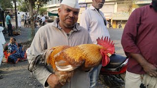 Shirur Birds Market Godnadi शिरूर पक्षी कोंबडी बाजार chakan salivestock market update [upl. by Ariaec]