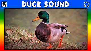 🦆 DUCK SOUND  DUCK SOUND EFFECT  SOUND OF DUCK  NOISE OF DUCK [upl. by Race567]