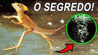 UM LAGARTO QUE ANDA SOBRE A ÁGUA BASILISCO [upl. by Favien]