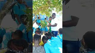 Westmoreland 4H Manager Demonstrating to the students how to do Approach Grafting Pimento Plants [upl. by Zebadiah]