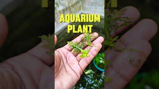 Hygrophila difformis shortvideo aquarium fish shortvideo hindi viralvideo sdaqua2381 [upl. by Sabino744]