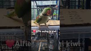 myparrot talkingparrot short adorable [upl. by Yraccaz]