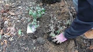 Adding 12 perennials Widening flower bed [upl. by Boggers]